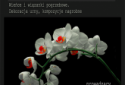 WARSZTATY FLORYSTYCZNE  - Kraków
