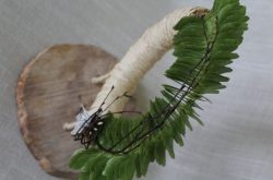 Klonowa inspiracja