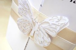 papilio