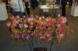 Two Faces - 25 lecie EuroFlorist