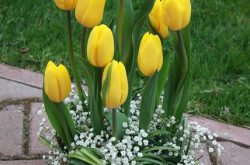 kompozycja z tulipanów