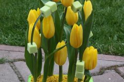 Kompozycja z tulipanów