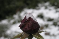 zimowy kwiat róży