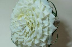 Rosamelia