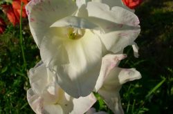 Kwiat Gladioli