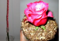 Florystyka